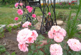 Jasno różowe kwiaty róży parkowej. 
