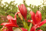 Lilie to triumf ogrodu mojego,gdzie można znaleźć coś oryginalnego.:) To piękna ozdobna roślina,która o swym uroku zawsze przypomina.Piękne barwy i kształty ma,dlatego każdy ogrodnik ją zna.:) To królowe ogrodu letniego,które przynoszą w darze coś najpięk