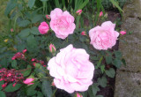 Piękna różowa róża pnąca. 