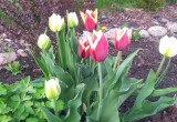 pierwsze tulipany