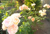 Pnąca róża o kwiatach zmieniających barwę . 