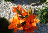 Pomarańczowa lilia