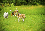 Przy odpowiednim towarzystwie, ogród może być dla psów wymarzonym miejscem do zabaw (zdj.: Fotolia.com)