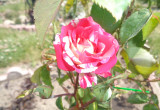Róża wielkokwiatowa o biało różowych kwiatach. 