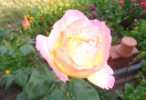 Róża wielkokwiatowa o kremowo żółto różowych kwiatach . 
