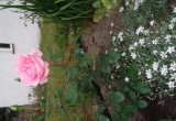 Róża wielkokwiatowa w towarzystwie rogownicy kutnerowatej. 