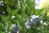 Rozkwita także niezwykła hydrangea serrata (gatunek hortensji).
