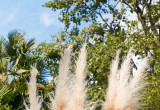 Trawa pampasowa jest doskonałym dopełnieniem ogrodu, szczególnie złożonego głównie z wysokich donic (zdj.: Fotolia.com)