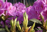 Zainteresowanie wzbudza też intensywna barwa rododendronu.