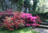 Azali i rododendrony