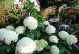 Biała hortensja "Anabell"  - serce ogrodu 