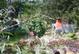 "Budleja Dawida" w moim ogrodzie zachwyca swym kwiatem i nie tylko = przyciąga do siebie tysiące motyli w przeróżnych kolorach.