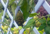 Mały ogród warzywny jako ozdoba tarasu