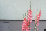 Mieczyki ogrodowe ( Gladiolus hybrida ) 'Mon Amour'