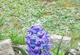 Mój hiacynt ( Hyacinthus) w kwietniu br.