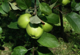 Moja jabłonka ma 4 lata. W tym roku zaskoczyła nas 9 jabłkami :)