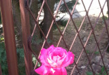 Moja róża ogrodowa w lipcu