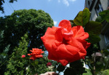 Moja  ulubiona róża :) jest wielkokwiatowa. Jej płatki mają ciekawy kolor.