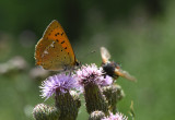 Motyle cieszą oko, będąc przy tym pożyteczne dla natury (zdj.: Fotolia.com)