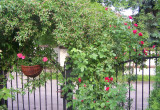 obwojnik grecki,róża pnąca stanowią doskonałe obramowanie furtki prowadzącej na posesję