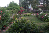 ogród 