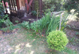Rabata z mieczyków ogrodowych, lilii chińskich odsadzonych z cebulek powietrznych, cynobrówek, rozchodnika wyniosłego ( Sedum spectabile ) oraz bluszczyka kurdybanka.