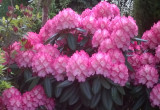 Rododendron i azalia
