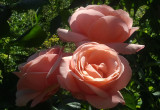 róża Aphfrodite