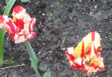 Tulipan postrzępiony pełny w maju