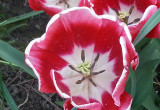 Tulipan w maju