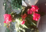 Begonia w fikusnej donicy jest wspaniala ozdoba tarasu 