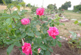 Biało -różowa róża wielkokwiatowa . 