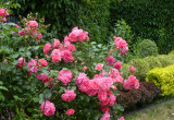 Kolejna odsłona pachnących róż które kwitną od wiosny do późnej jesieni