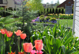 Kolorowa wiosna z tulipanami i szafirkami 