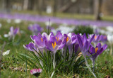 Krokusy, kojarzone głównie z wiosną, mogą być sadzone i hodowane również jesienią  (zdj.: Fotolia.com)