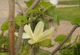 Magnolia piękna jak wiosna