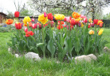 Moje tulipany mix gatunków i kolorów [2]