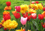 Moje tulipany mix kolorów i gatunków [4]