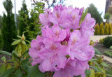 Na frontowej rabacie rosną trzy duże rhododendrony, które rozświetlają rabatę pod starym świerkiem.