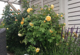Różanka obok pergoli