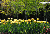 Tulipany przy pergoli na tle brzóz