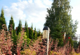 Zurawki 'Marmalade' jest najwięcej w ogrodzie, wspaniale się prezentuje na słonecznej rabacie.