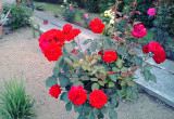 Czerwona róża dodaje uroku 
