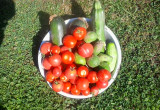 Dzisiejsze zbiory , cukinie ,pomidory i ogórki.