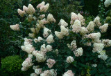 Hortensja zmieniająca kolor z białego na różowy.