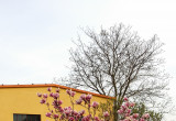 Na wiosnę cieszą nas kwiaty magnolii 