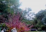 Ogród w jesiennej odsłonie również zachwyca kolorami.