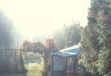 ogród w porannej mgle jesiennej