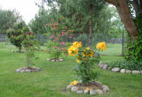 „Piękna trójca”, czyli azalie wielkokwiatowe, odmiany: klondyke, nabucco, homebush.