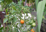Pomidor 'Maskotka'